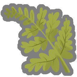 嬌嫩蕨草